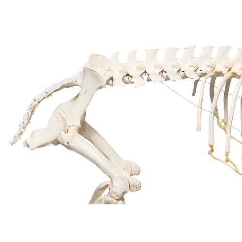 Скелет домашней свиньи (Sus scrofa ­domesticus), мужская особь, препарат, 1020998 [T300131m], Скелеты сельскохозяйственных животных