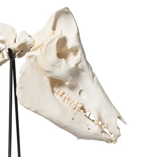 Esqueleto de cerdo domêstico (Sus scrofa domesticus), macho, preparado, 1020998 [T300131m], Artiodáctilos (Artiodactyla)