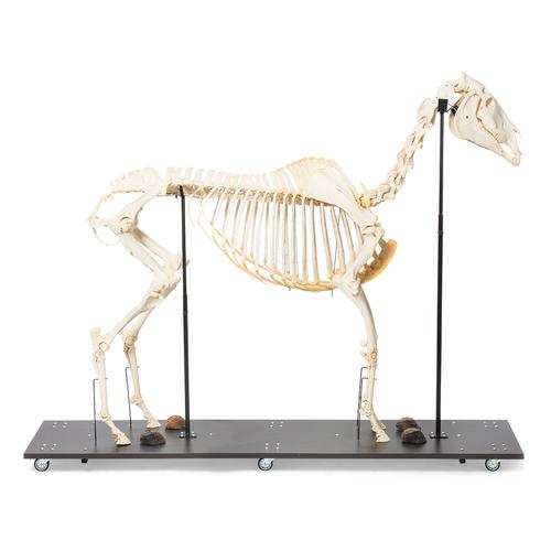 Esqueleto de cavalo (Equus ferus caballus), feminino, preparado, 1021002 [T300141f], Perissodáctilos (Perissodactyla)