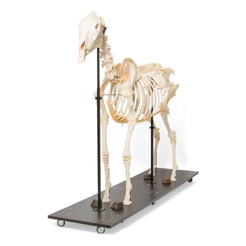 Esqueleto de yegua (Equus ferus caballus), preparado, 1021002 [T300141f], Ganado