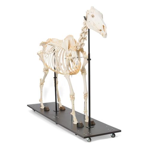 Esqueleto de cavalo (Equus ferus caballus), feminino, preparado, 1021002 [T300141f], Perissodáctilos (Perissodactyla)