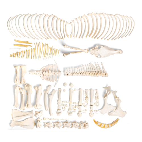 Horse skeleton (Equus ferus caballus), female, disarticulated, 1021004 [T300141fU], 骨学