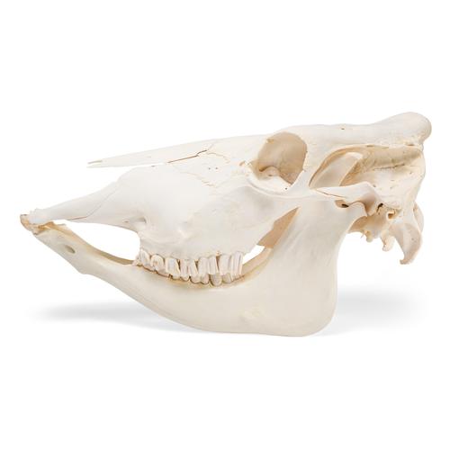 Bovine skull (Bos taurus), without horns, specimen, 1020977 [T300151w/o], Farm Animals