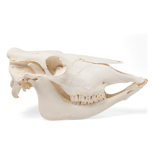 Crâne de bœuf (Bos taurus), sans cornes, prêparation en os naturels, 1020977 [T300151w/o], Bétail