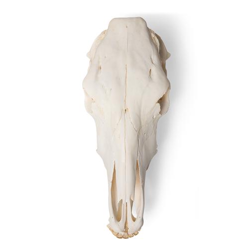 Cráneo de bovino (Bos taurus), sin cuernos, disecado, 1020977 [T300151w/o], Ganado