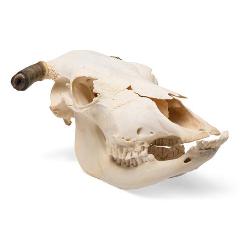 Crâne de bœuf (Bos taurus), avec cornes, prêparation en os naturels, 1020978 [T300151w], Artiodactyles (Artiodactyla)
