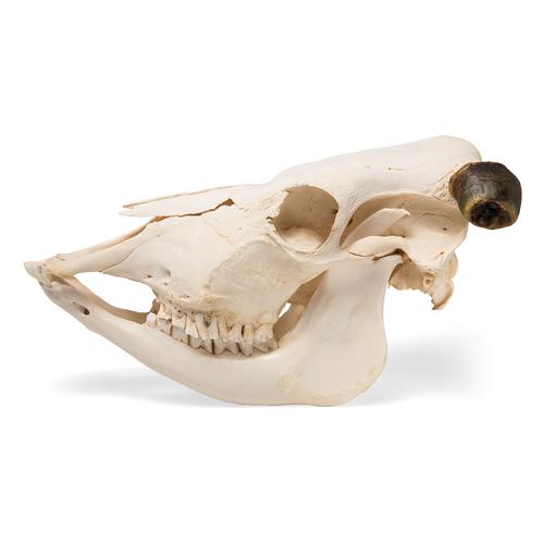 Череп коровы (Bos taurus), с рогами, препарат, 1020978 [T300151w], Скелеты сельскохозяйственных животных