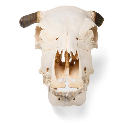 Bovine skull (Bos taurus), with horns, specimen, 1020978 [T300151w], 偶蹄动物