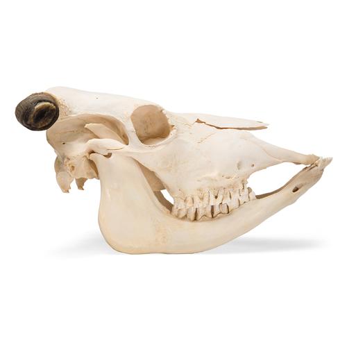 Cow Skull, w. horns, 1020978 [T300151w], Çatal tirnaklilar (Artiodactyla)