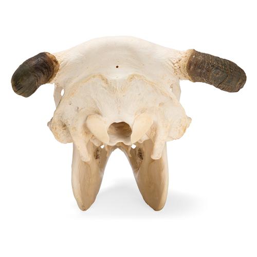 Bovine skull (Bos taurus), with horns, specimen, 1020978 [T300151w], Even-toed Ungulates (Artiodactyla)