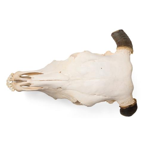 Bovine skull (Bos taurus), with horns, specimen, 1020978 [T300151w], Farm Animals