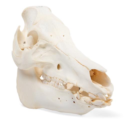 Cranio di maiale domestico (Sus scrofa domesticus), femmina, preparato, 1021000 [T300161f], Animali da fattoria