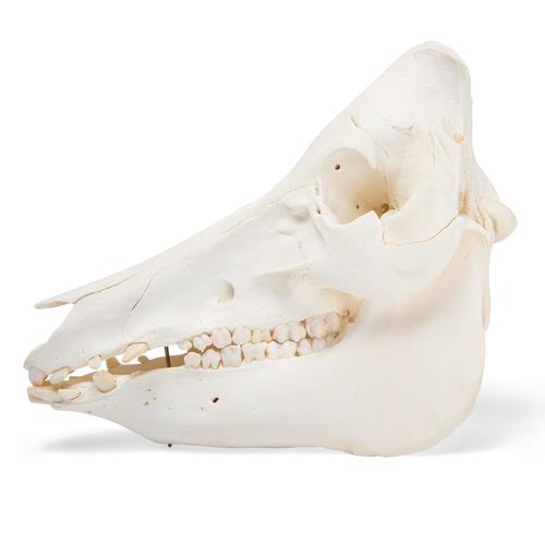 Cráneo de cerdo domêstico (Sus scrofa domesticus), hembra, preparado, 1021000 [T300161f], Ganado