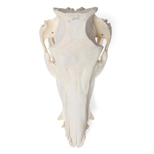 Cráneo de cerdo domêstico (Sus scrofa domesticus), hembra, preparado, 1021000 [T300161f], Ganado