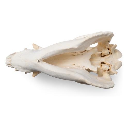 Domestic Pig Skull (Sus scrofa domesticus), Female, Specimen, 1021000 [T300161f], 농장 동물
