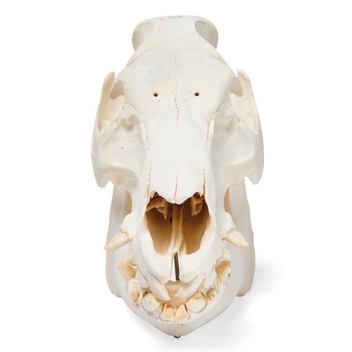 Domestic Pig Skull (Sus scrofa domesticus), Male, Specimen, 1021001 [T300161m], Farm Animals