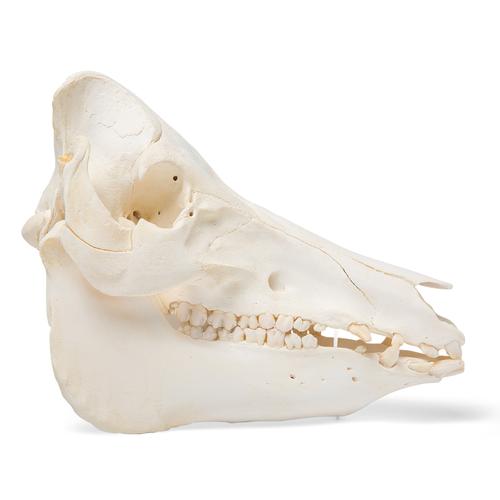 Cráneo de cerdo domêstico (Sus scrofa domesticus), macho, preparado, 1021001 [T300161m], Ganado