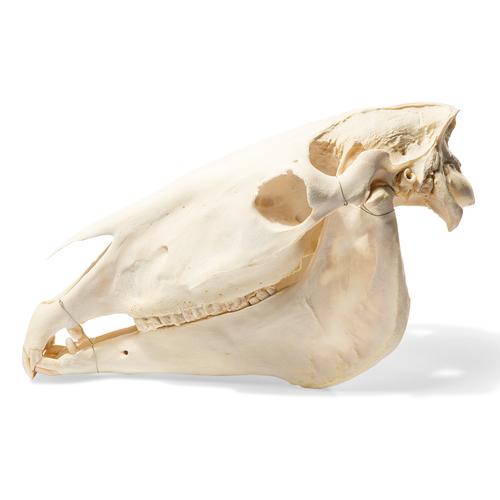 Horse Skull (Equus ferus caballus), Specimen, 1021006 [T300171], Farm Animals