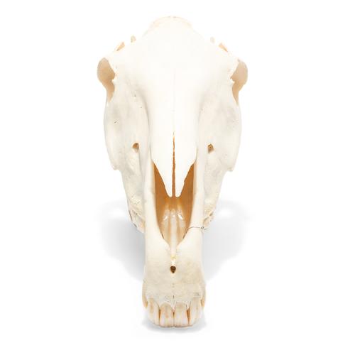 Cranio di cavallo (Equus ferus caballus), preparato, 1021006 [T300171], Animali da fattoria