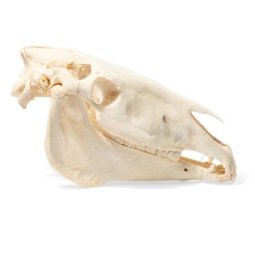 Crâne de cheval (Equus ferus caballus), modèle prêparê, 1021006 [T300171], Bétail