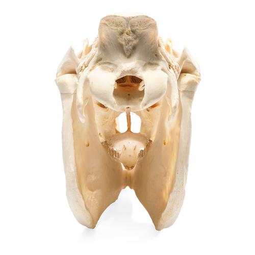 Cráneo de caballo (Equus ferus caballus), preparado, 1021006 [T300171], Ganado