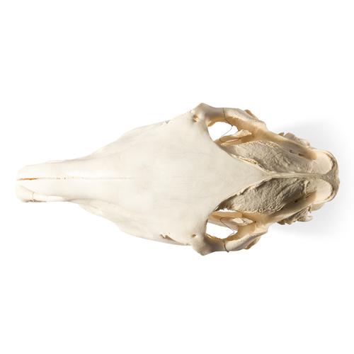 Cráneo de caballo (Equus ferus caballus), preparado, 1021006 [T300171], Ganado