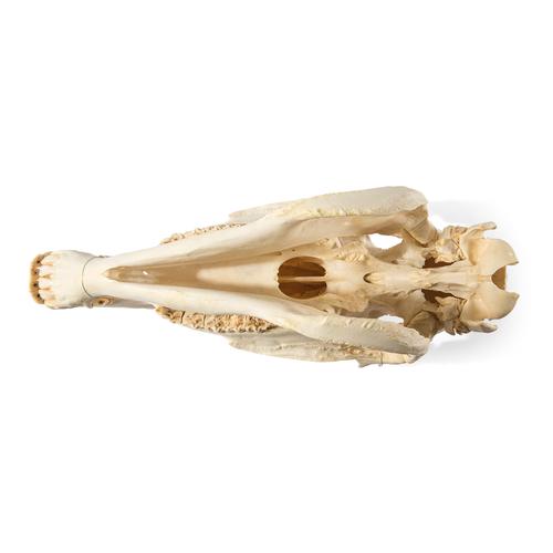 Cranio di cavallo (Equus ferus caballus), preparato, 1021006 [T300171], Animali da fattoria