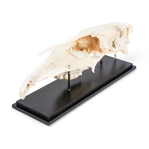 Mitad de cráneo de caballo (Equus ferus caballus), preparado, 1021008 [T300172], Ganado