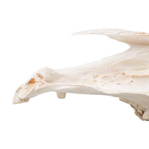 Coupe sagittale d'un crâne de cheval (Equus ferus caballus), modèle prêparê, 1021008 [T300172], Bétail