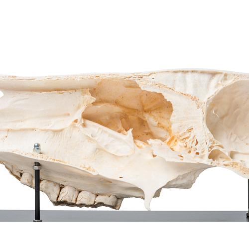 Half Horse Skull (Equus ferus caballus), Specimen, 1021008 [T300172], 농장 동물