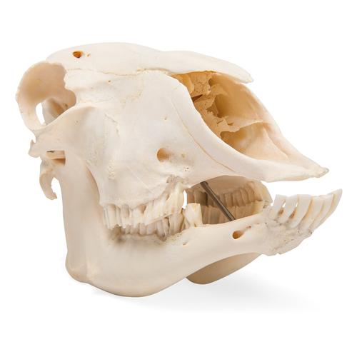 Cráneo de oveja domêstica (Ovis aries), hembra, preparado, 1021028 [T300181f], Artiodáctilos (Artiodactyla)
