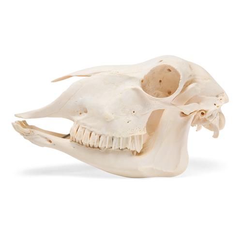 Cranio di pecora (Ovis aries), femmina, preparato, 1021028 [T300181f], Artiodàttili (Artiodactyla)
