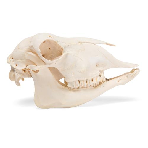 Crânio de ovelha domêstica (Ovis aries), feminino, preparado, 1021028 [T300181f], Artiodáctilos (Artiodactyla)