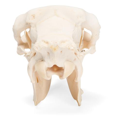 Cráneo de oveja domêstica (Ovis aries), hembra, preparado, 1021028 [T300181f], Artiodáctilos (Artiodactyla)