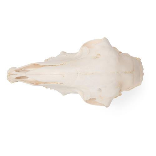 Cráneo de oveja domêstica (Ovis aries), hembra, preparado, 1021028 [T300181f], Ganado