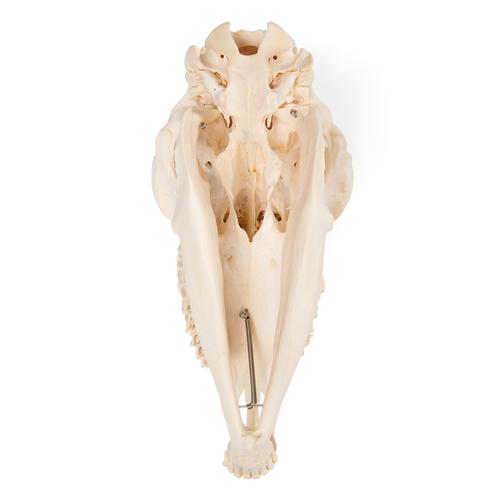 Sheep skull, f, 1021028 [T300181f], Çatal tirnaklilar (Artiodactyla)