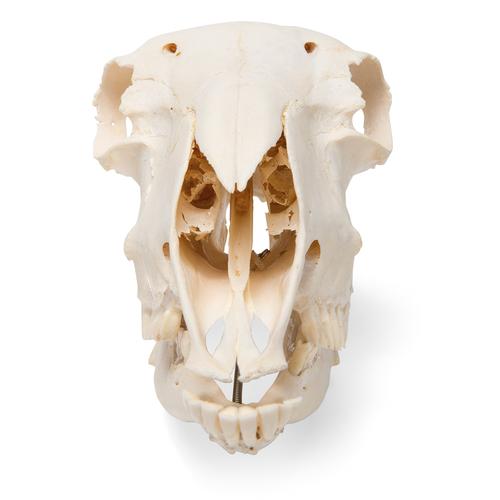 Domestic Sheep Skull (Ovis aries), Male, Specimen, 1021029 [T300181m], 농장 동물