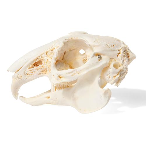 Crânio de coelho (Oryctolagus cuniculus var. Domestica), preparado, 1020987 [T300191], Animais de estimação