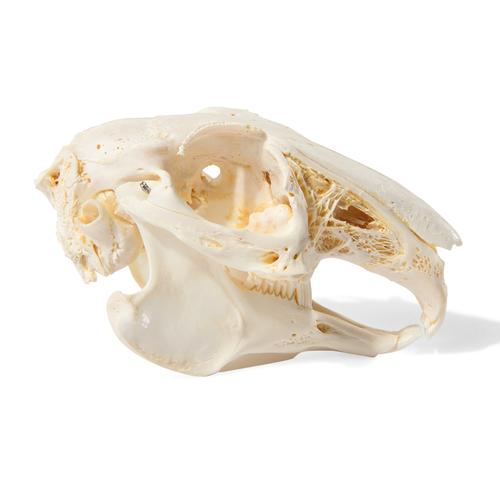 Cráneo de conejo (Oryctolagus cuniculus var. Domestica), preparado, 1020987 [T300191], Estomatología