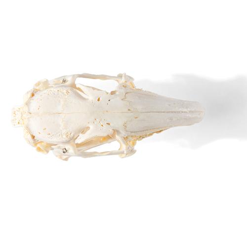 Cráneo de conejo (Oryctolagus cuniculus var. Domestica), preparado, 1020987 [T300191], Roedores (Rodentia)