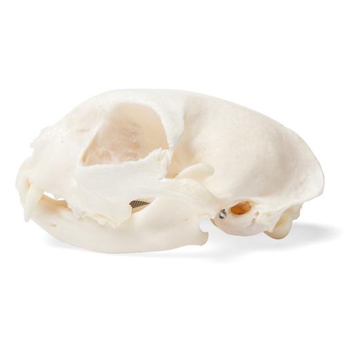 Cat Skull (Felis catus), Specimen, 1020972 [T300201], Stomatology