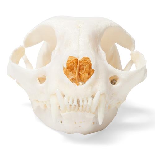 Cráneo de gato (Felis catus), preparado, 1020972 [T300201], Mascotas
