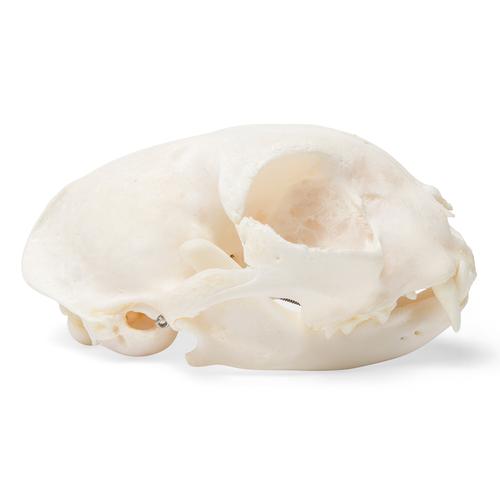 Cat Skull (Felis catus), Specimen, 1020972 [T300201], Stomatology