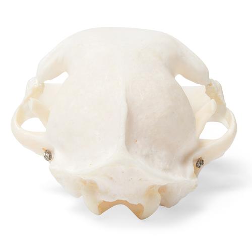 Cat Skull (Felis catus), Specimen, 1020972 [T300201], 치과