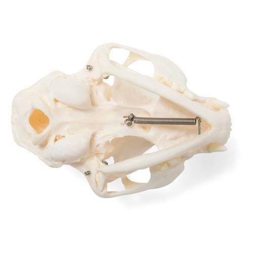 Cráneo de gato (Felis catus), preparado, 1020972 [T300201], Estomatología