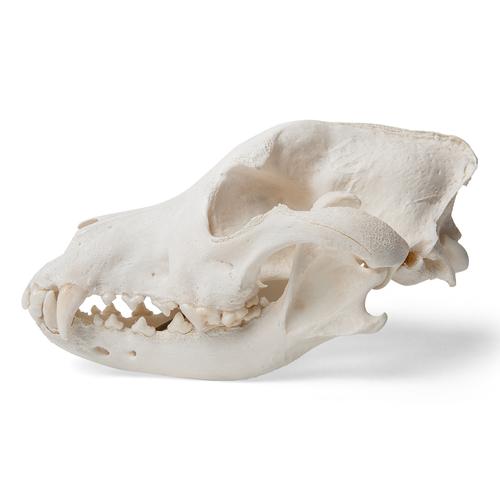 Cráneo de perro (Canis lupus familiaris), tamaño L, preparado, 1020995 [T30021L], Depredadores (Carnivora)