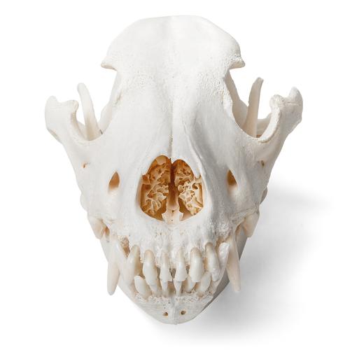 Cráneo de perro (Canis lupus familiaris), tamaño L, preparado, 1020995 [T30021L], Mascotas