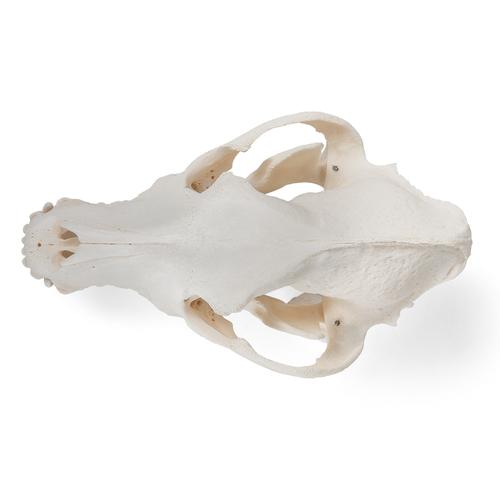 Cráneo de perro (Canis lupus familiaris), tamaño L, preparado, 1020995 [T30021L], Estomatología