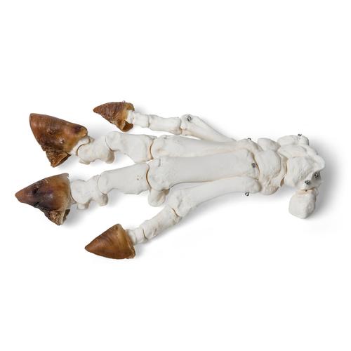 Piede di maiale domestico (Sus scrofa domesticus), preparato, 1021064 [T300221], osteologia