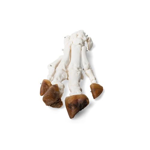 Domestic Pig Foot (Sus scrofa domesticus), Specimen, 1021064 [T300221], Karşılaştırmalı Anatomi